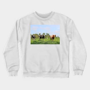 herd of cows Crewneck Sweatshirt